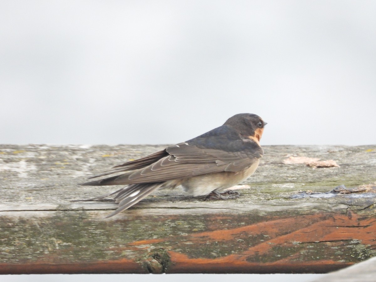 Hirondelle messagère - ML647279363