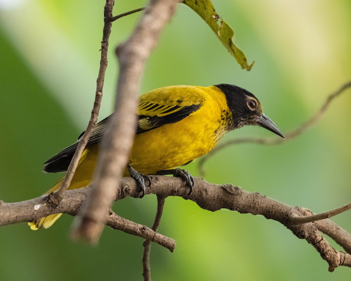 Loriot à capuchon noir - ML647279364