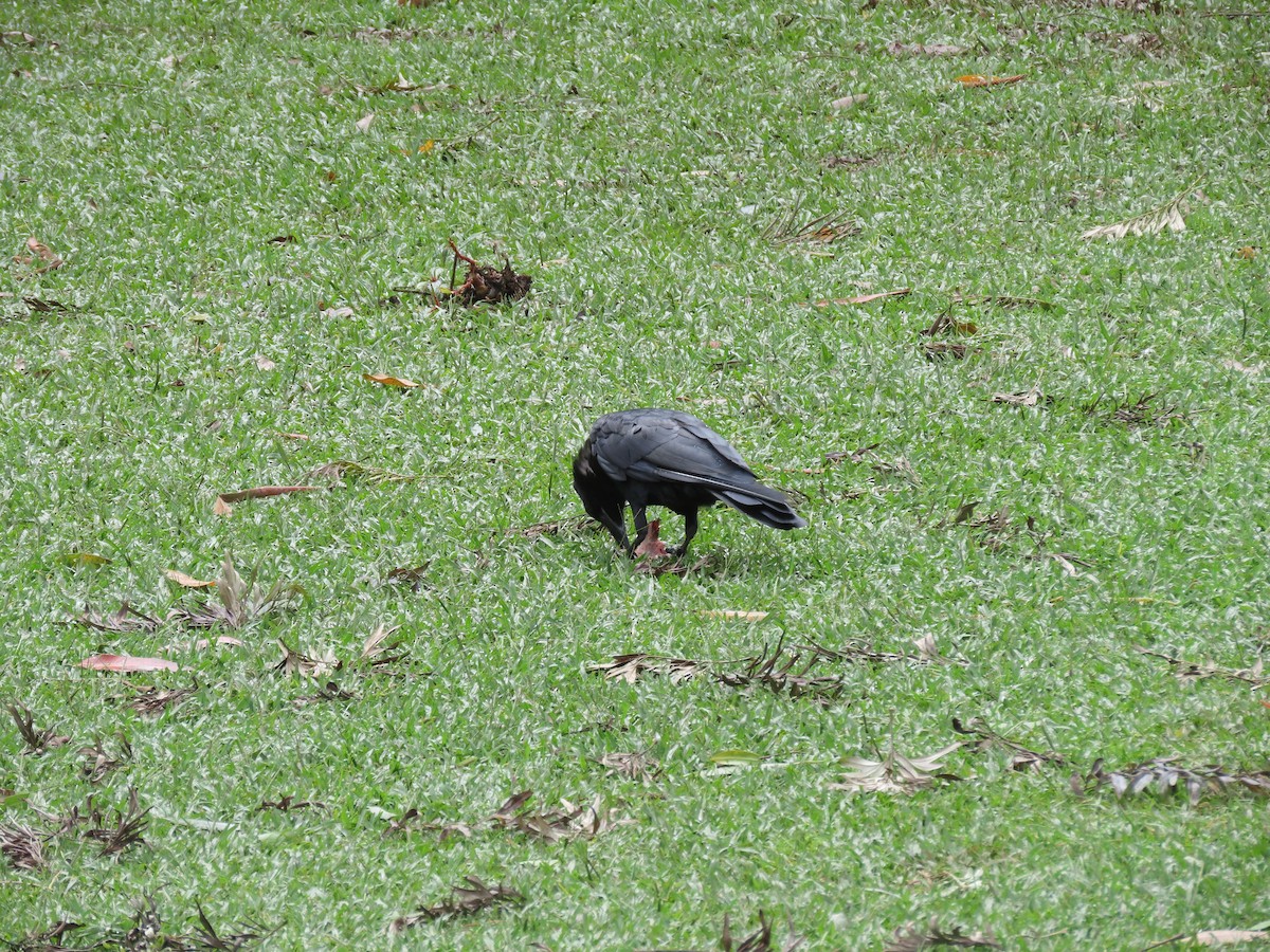 Corbeau à gros bec - ML647279365