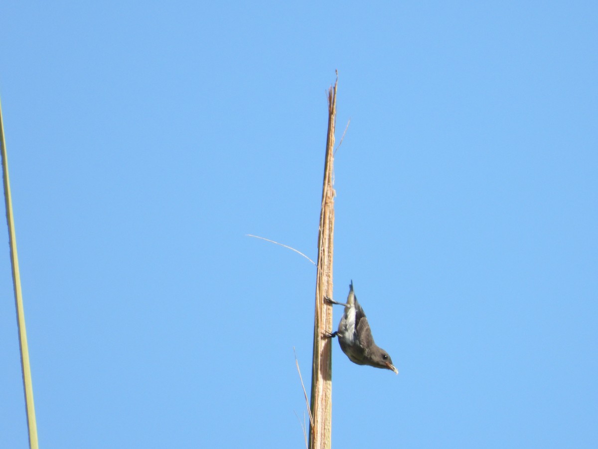 Mistletoebird - ML647279366