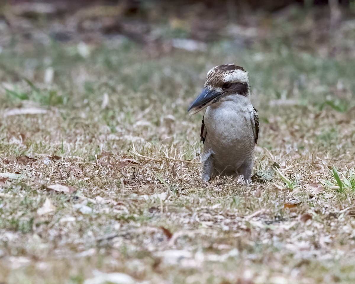 Martin-chasseur géant - ML647279368