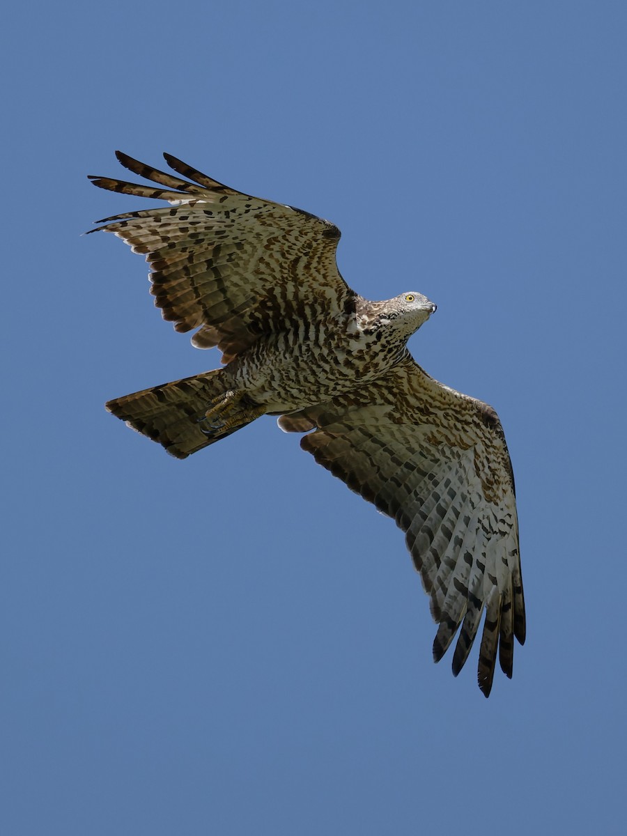 orientvepsevåk - ML647279369