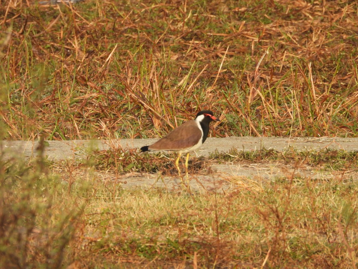 Vanneau indien - ML647279370