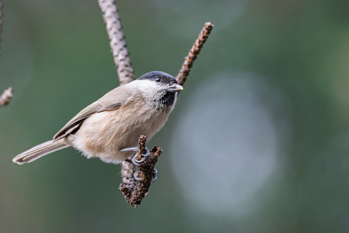 Mésange nonnette - ML647279371