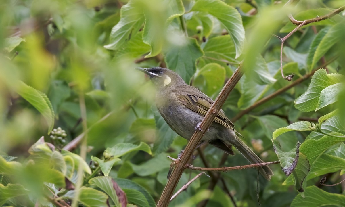 Méliphage de Lewin - ML647279372