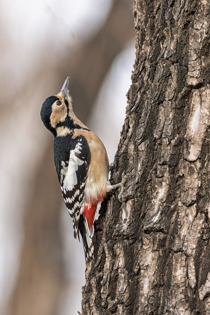 Pic épeiche - ML647279373