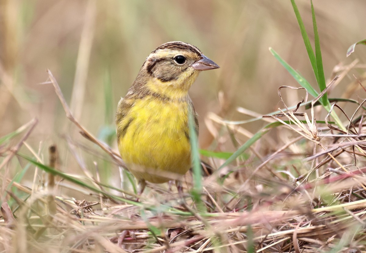 Bruant auréole - ML647279374