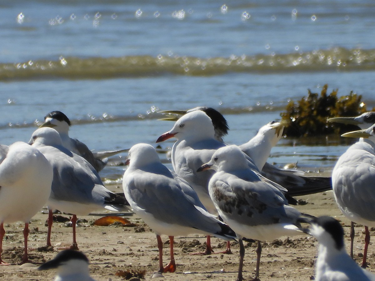 Mouette argentée - ML647279375