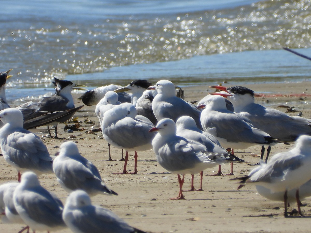 Mouette argentée - ML647279376