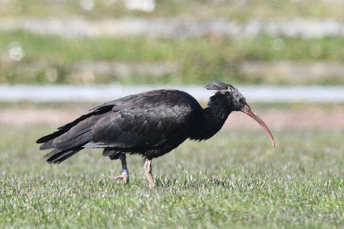 Ібіс-лисоголов мароканський - ML647279377