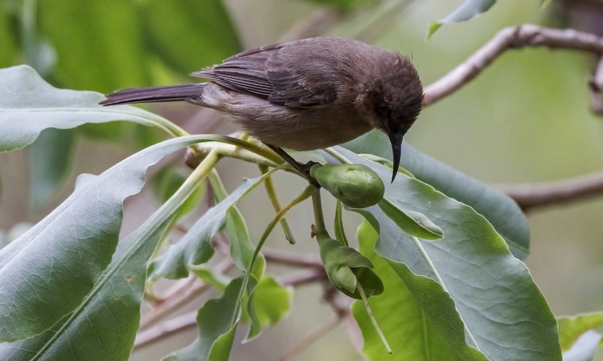 Myzomèle ombré - ML647279378