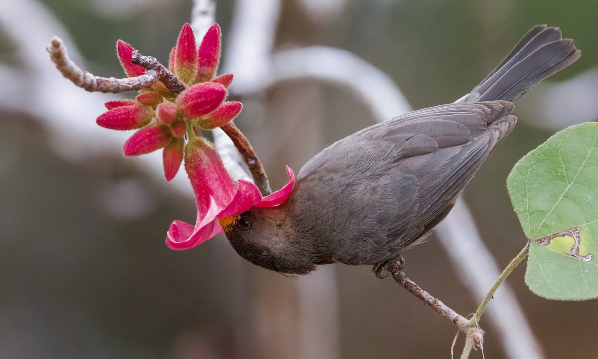 Myzomèle ombré - ML647279379