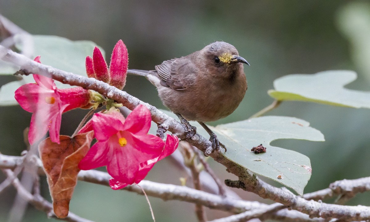 Myzomèle ombré - ML647279380