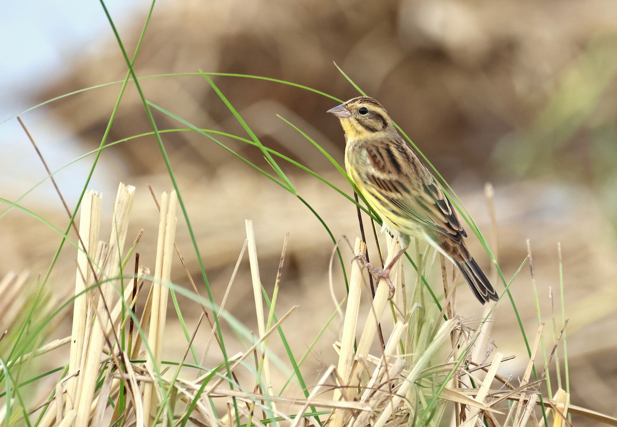 Bruant auréole - ML647279384