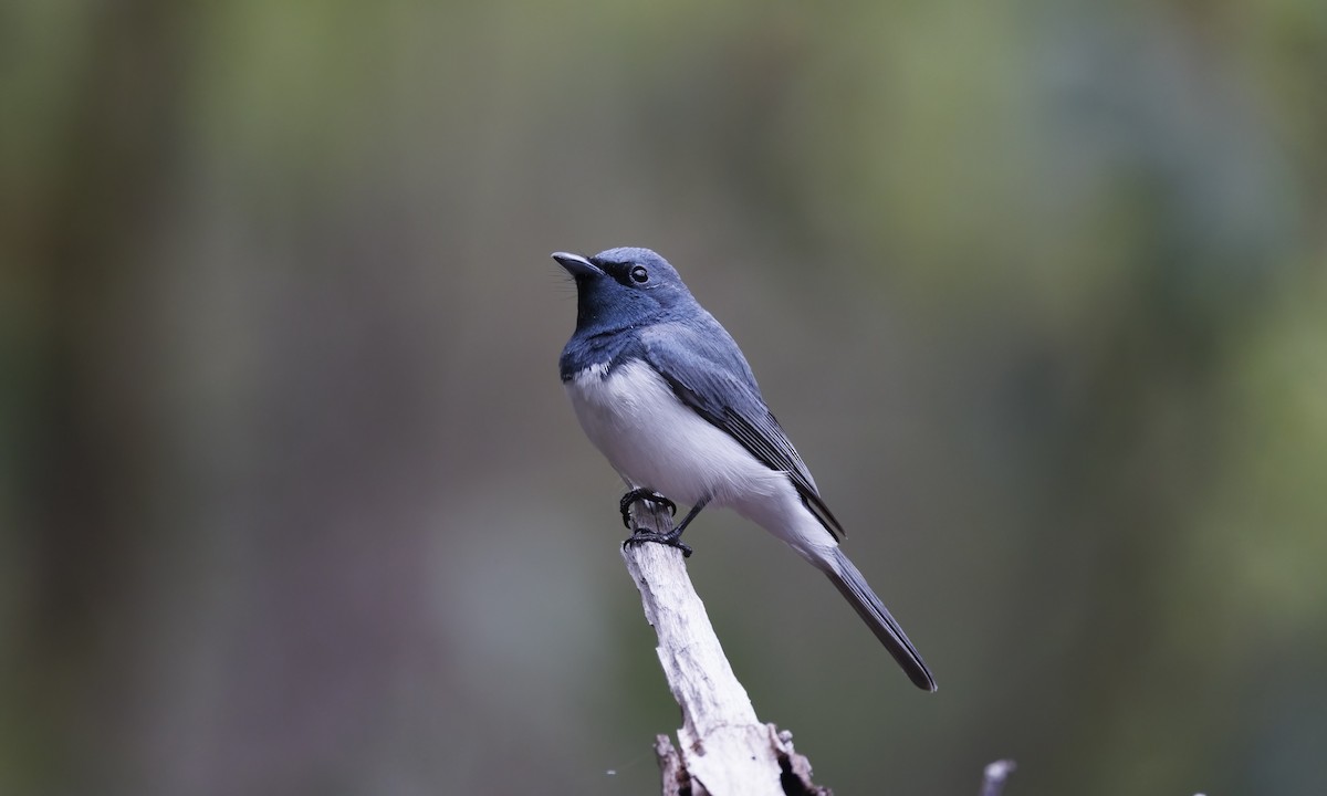 Monarque rougegorge - ML647279385