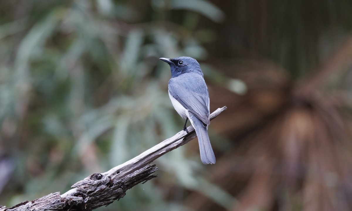 Monarque rougegorge - ML647279386