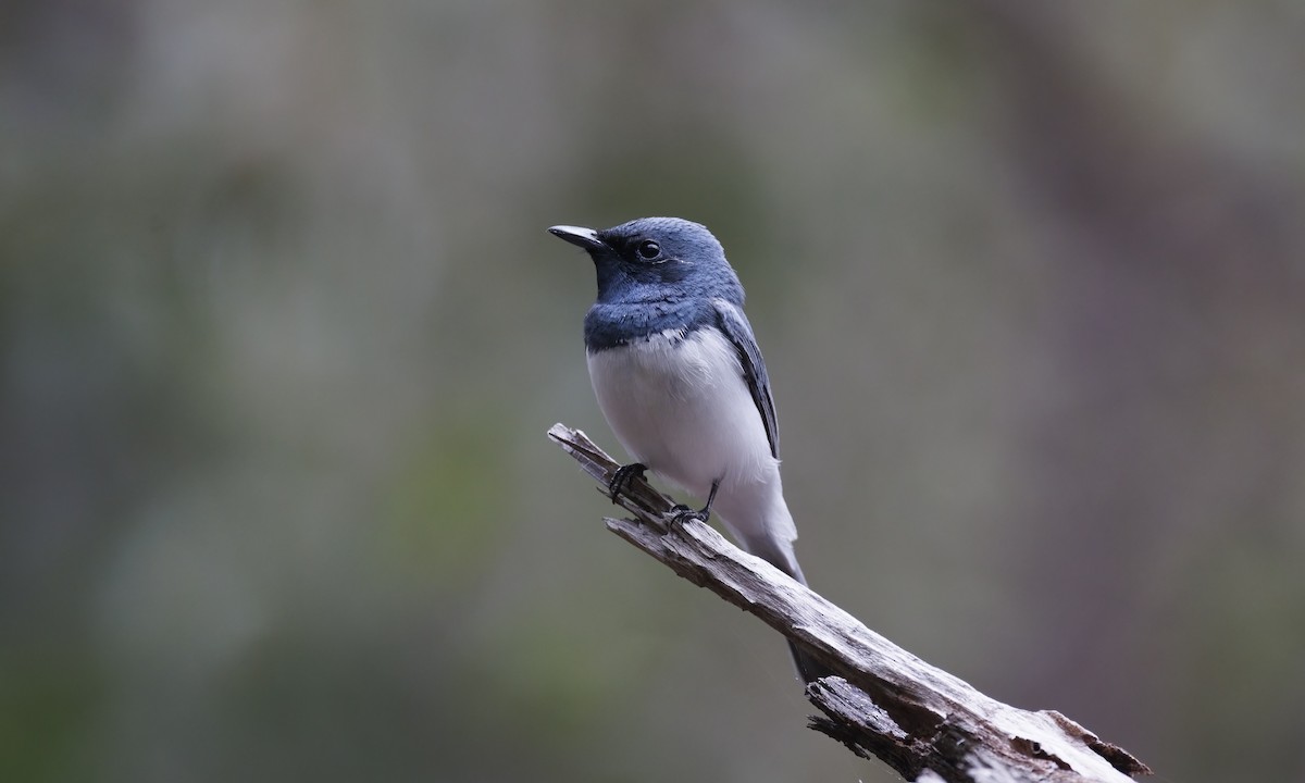 Monarque rougegorge - ML647279387