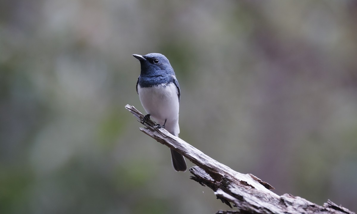 Monarque rougegorge - ML647279388
