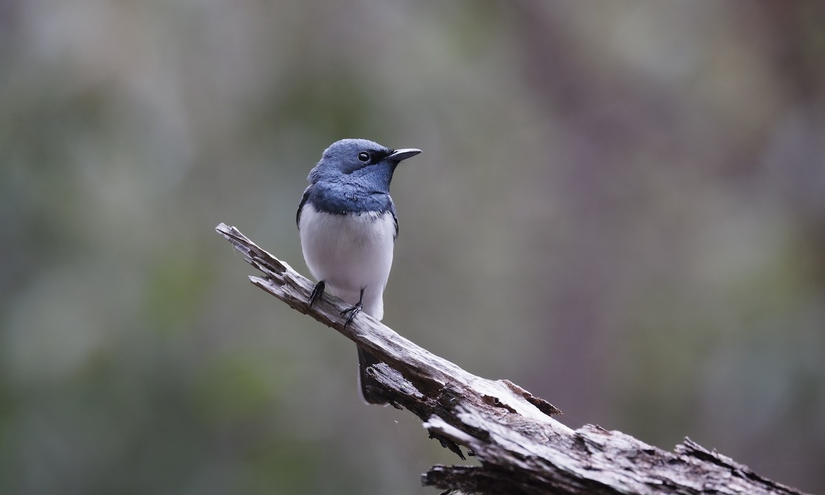 Monarque rougegorge - ML647279389