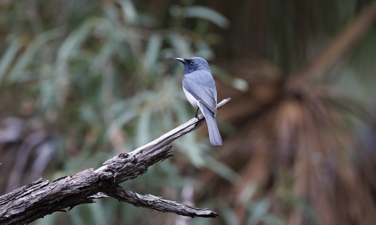 Monarque rougegorge - ML647279390