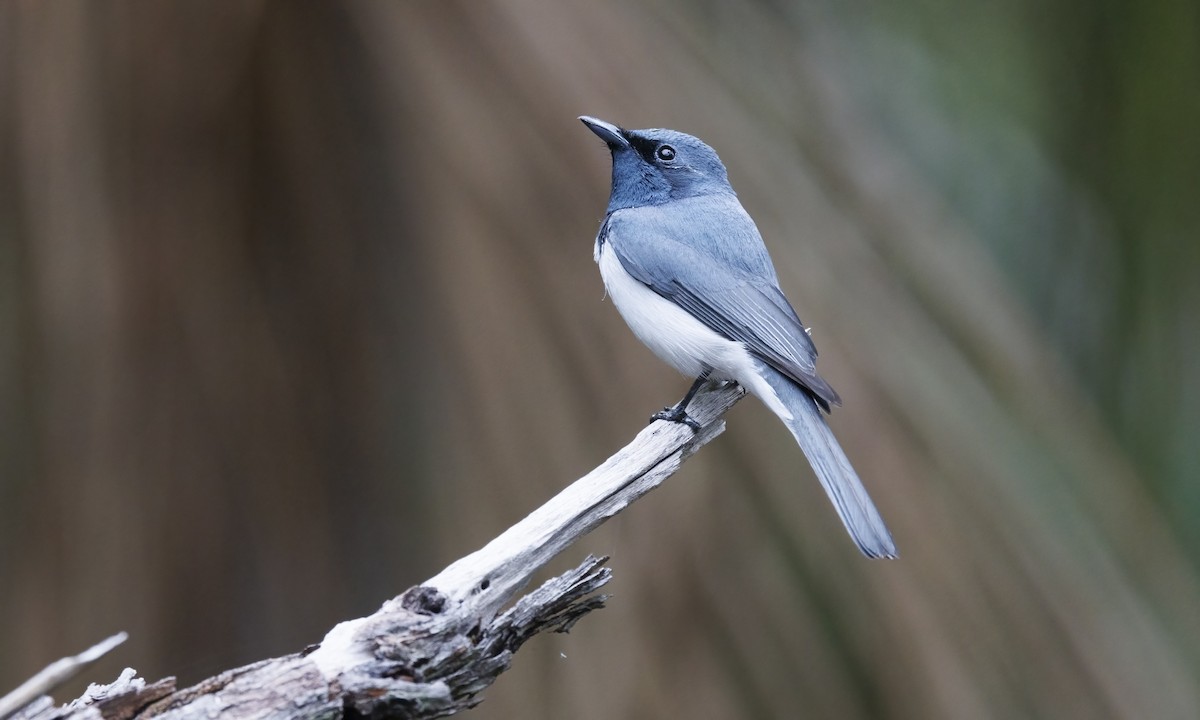 Monarque rougegorge - ML647279391