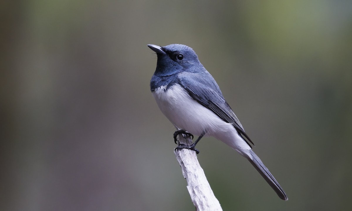 Monarque rougegorge - ML647279392