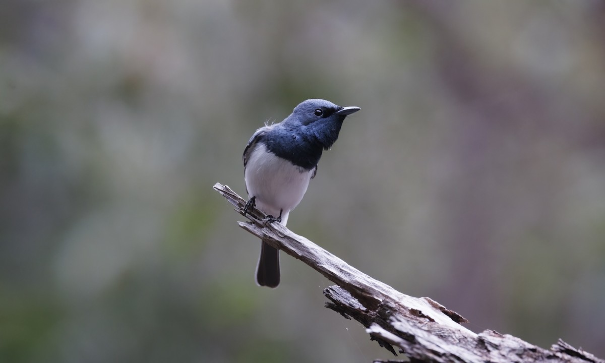 Monarque rougegorge - ML647279393