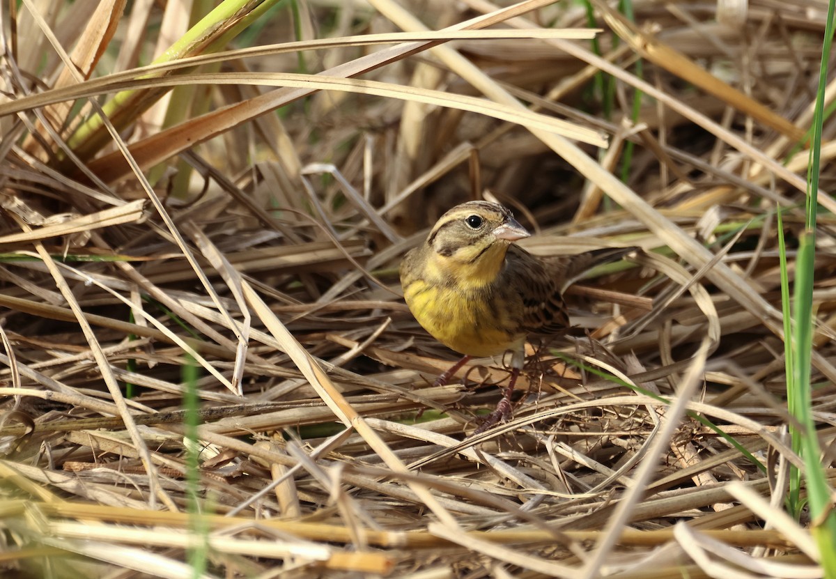 シマアオジ - ML647279402