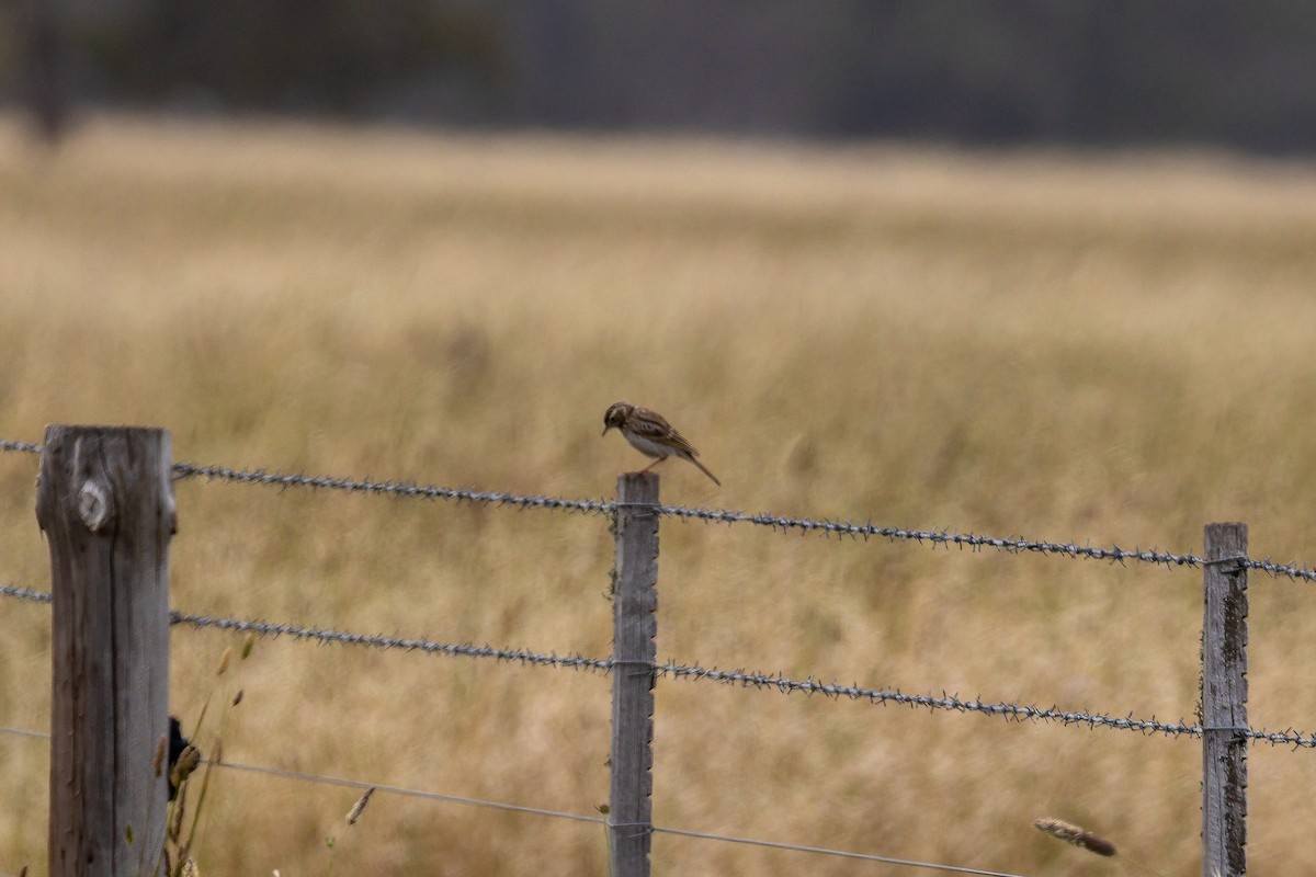 Australian Pipit - ML647279411