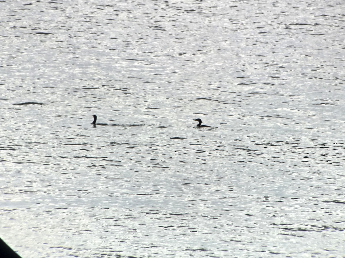 Japanese Cormorant - ML647279416