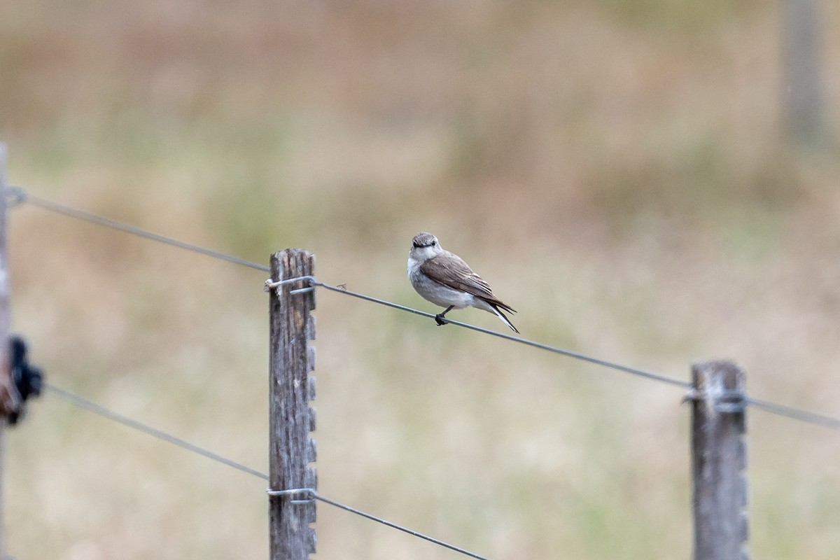 lejsčík šedohnědý - ML647279432