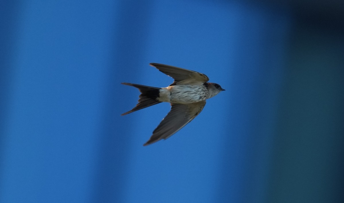 tempelsvale - ML647279435