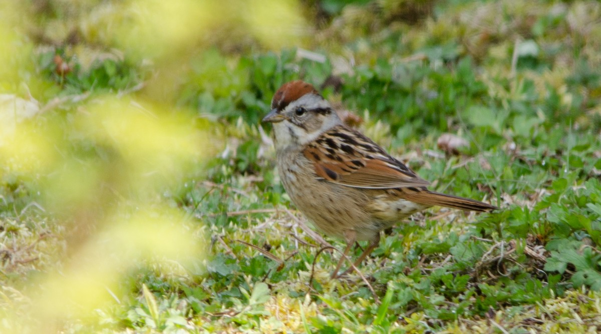 Swamp Sparrow - ML647279438