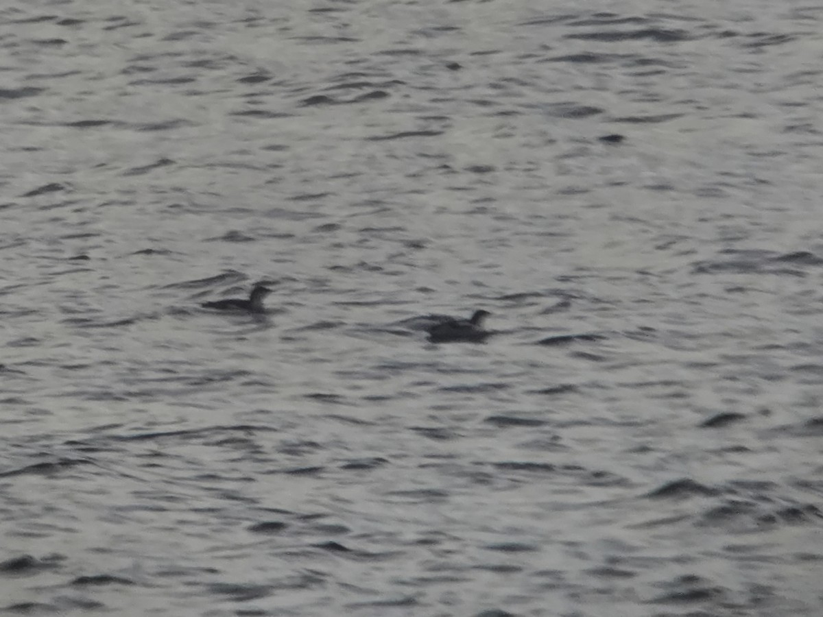 Pottorrotxo mokoluzea - ML647279440