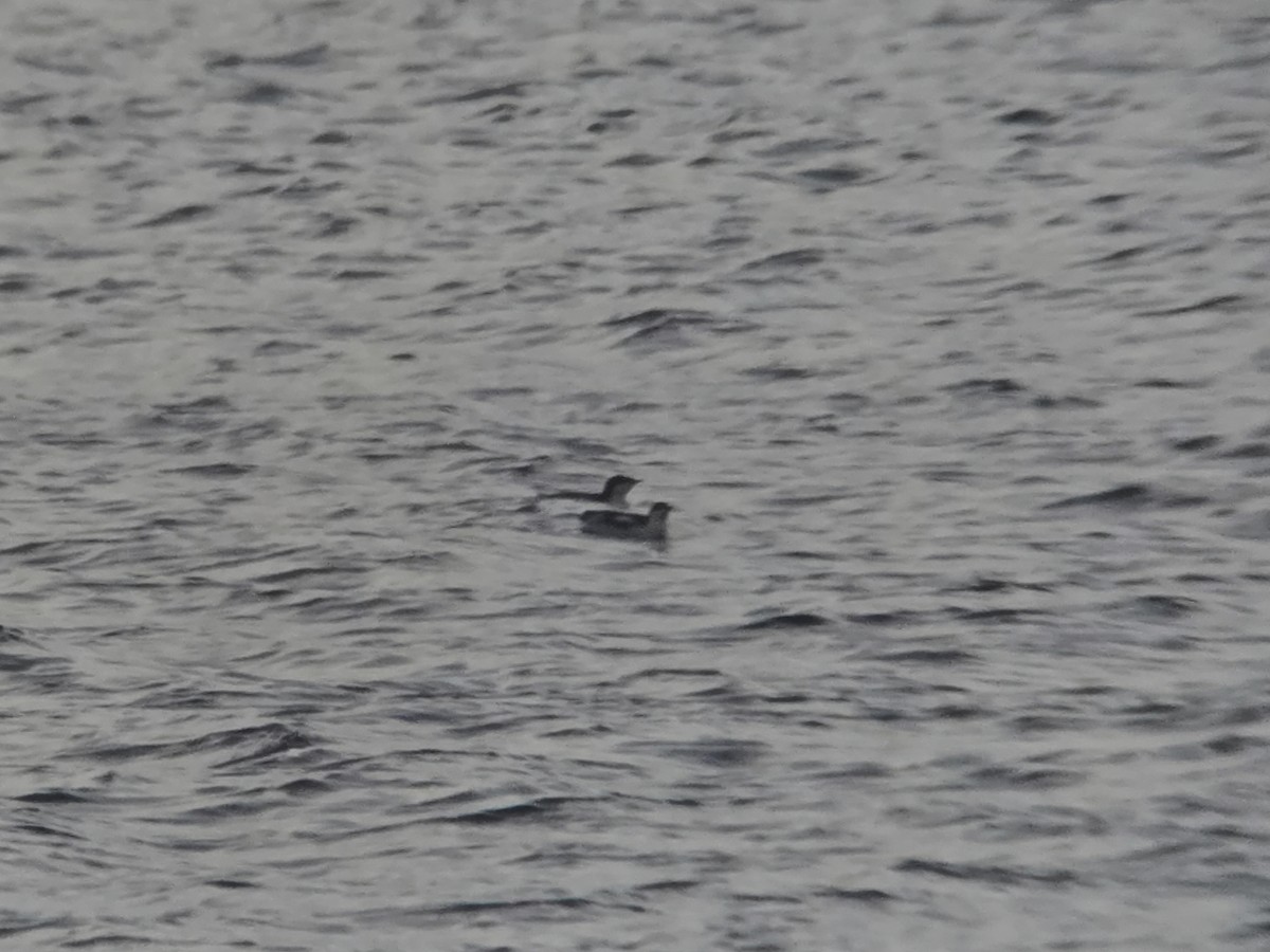 Pottorrotxo mokoluzea - ML647279441