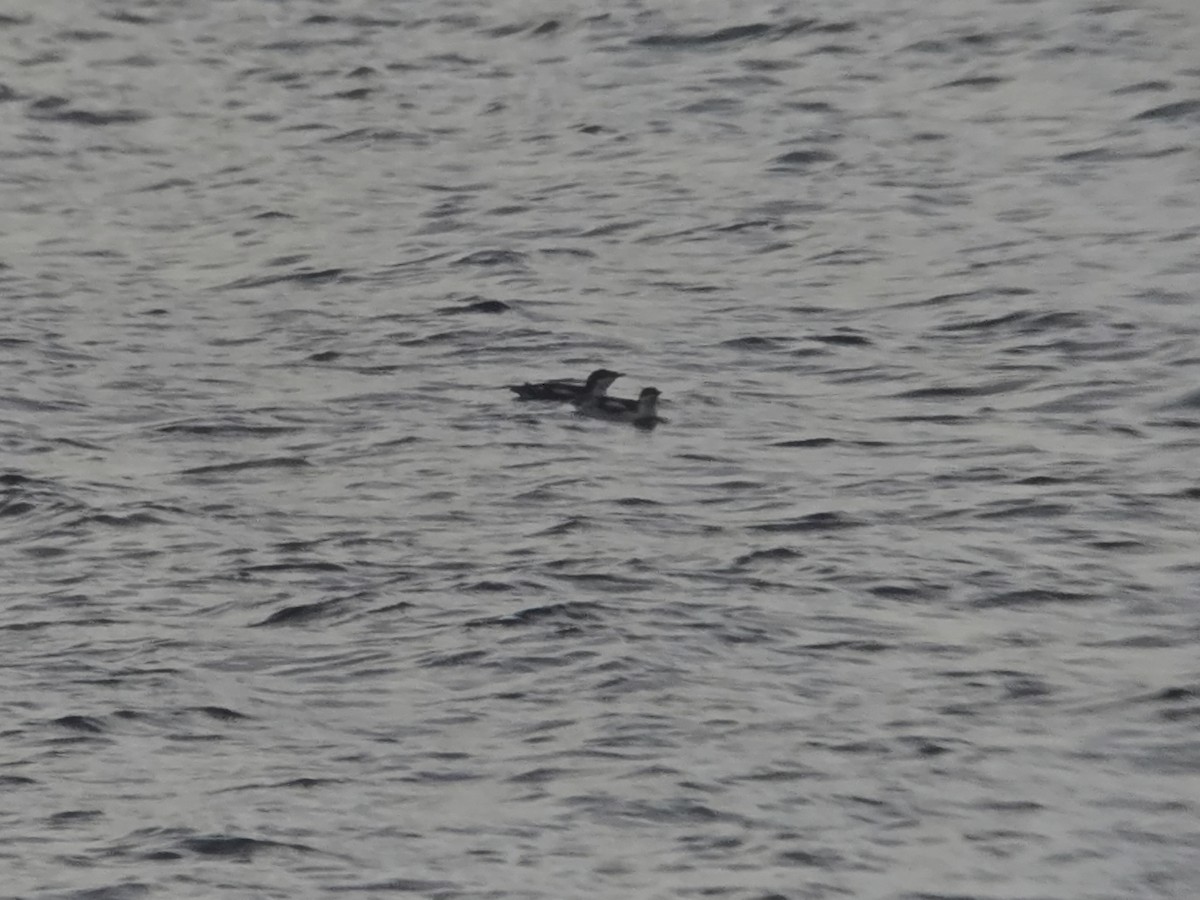 Pottorrotxo mokoluzea - ML647279442