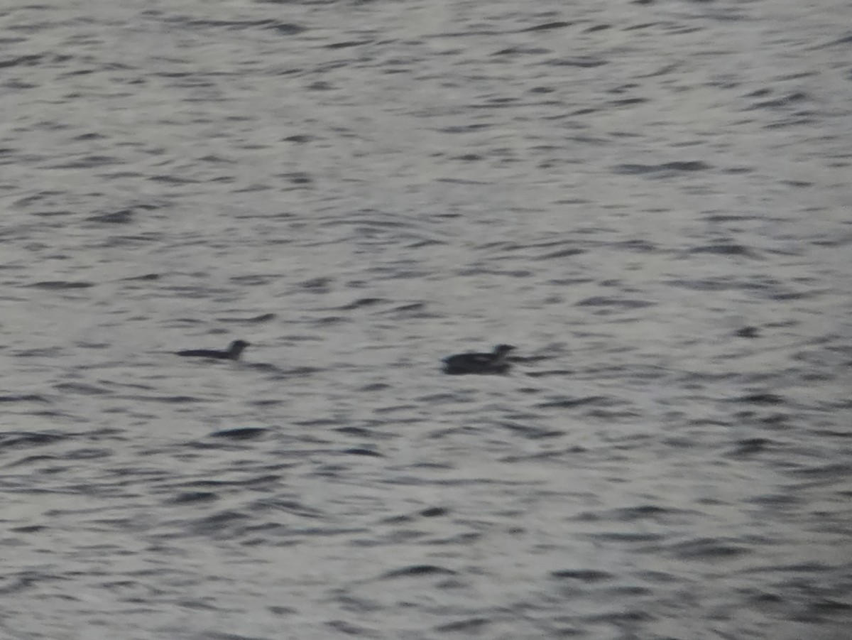 Pottorrotxo mokoluzea - ML647279443