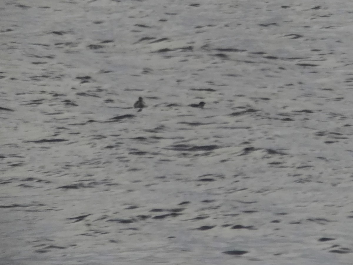 Pottorrotxo mokoluzea - ML647279444