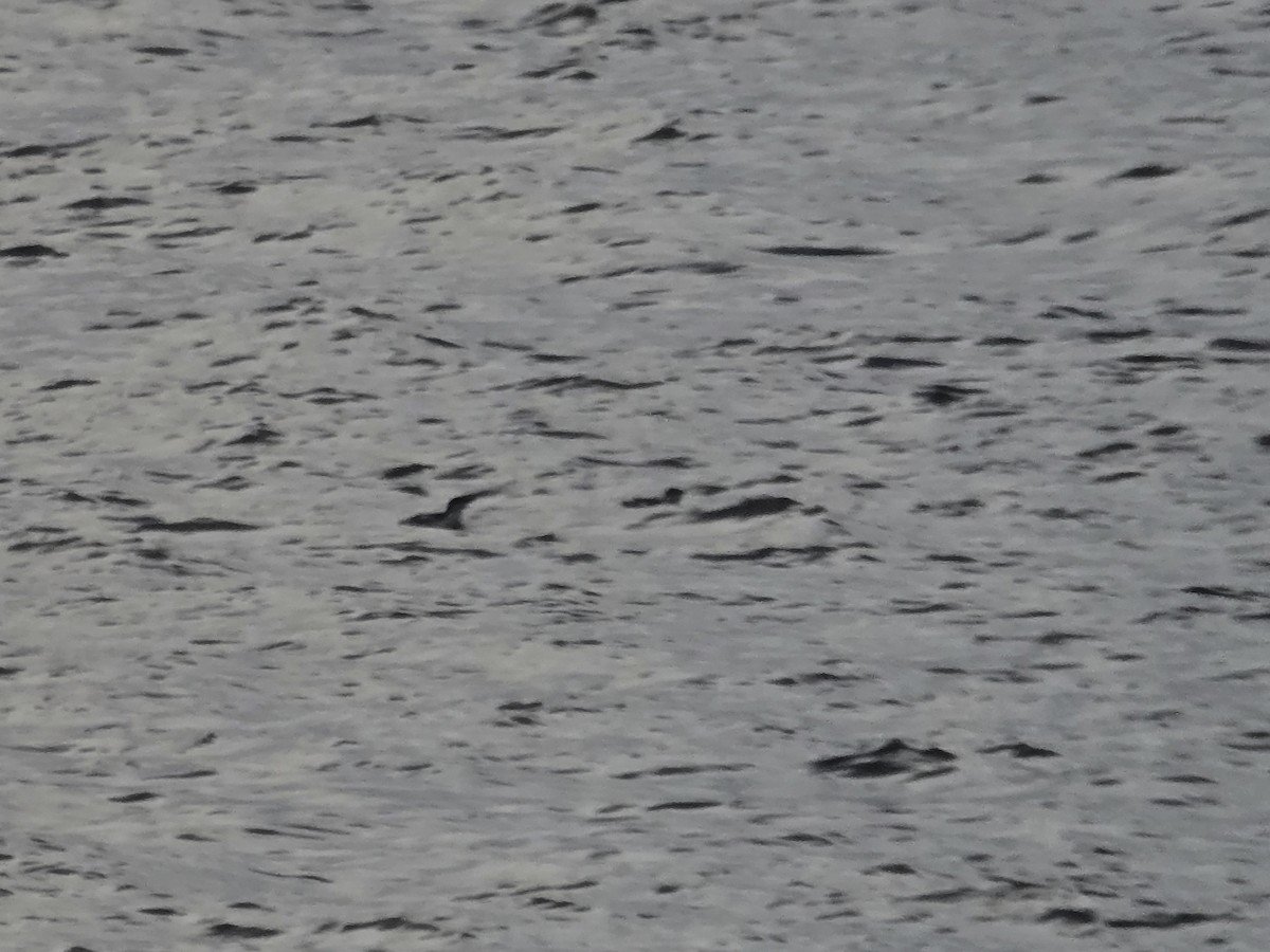 Pottorrotxo mokoluzea - ML647279445