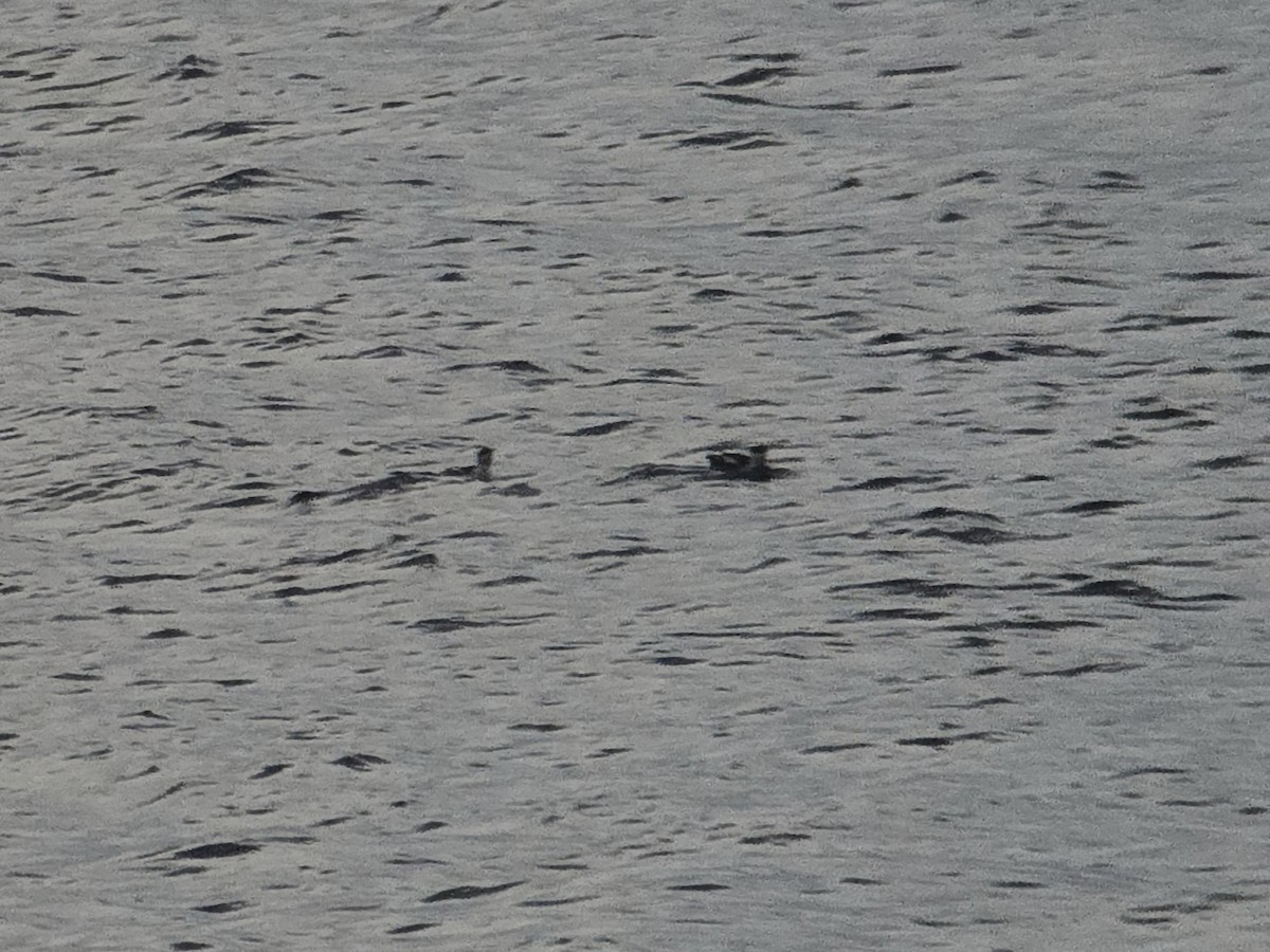 Pottorrotxo mokoluzea - ML647279446