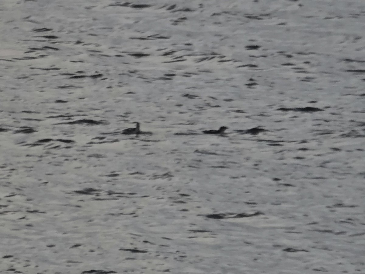 Pottorrotxo mokoluzea - ML647279447