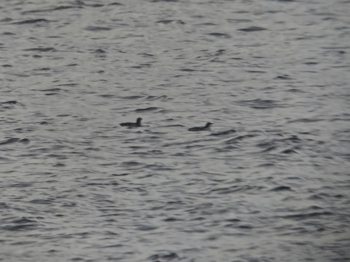 Pottorrotxo mokoluzea - ML647279448