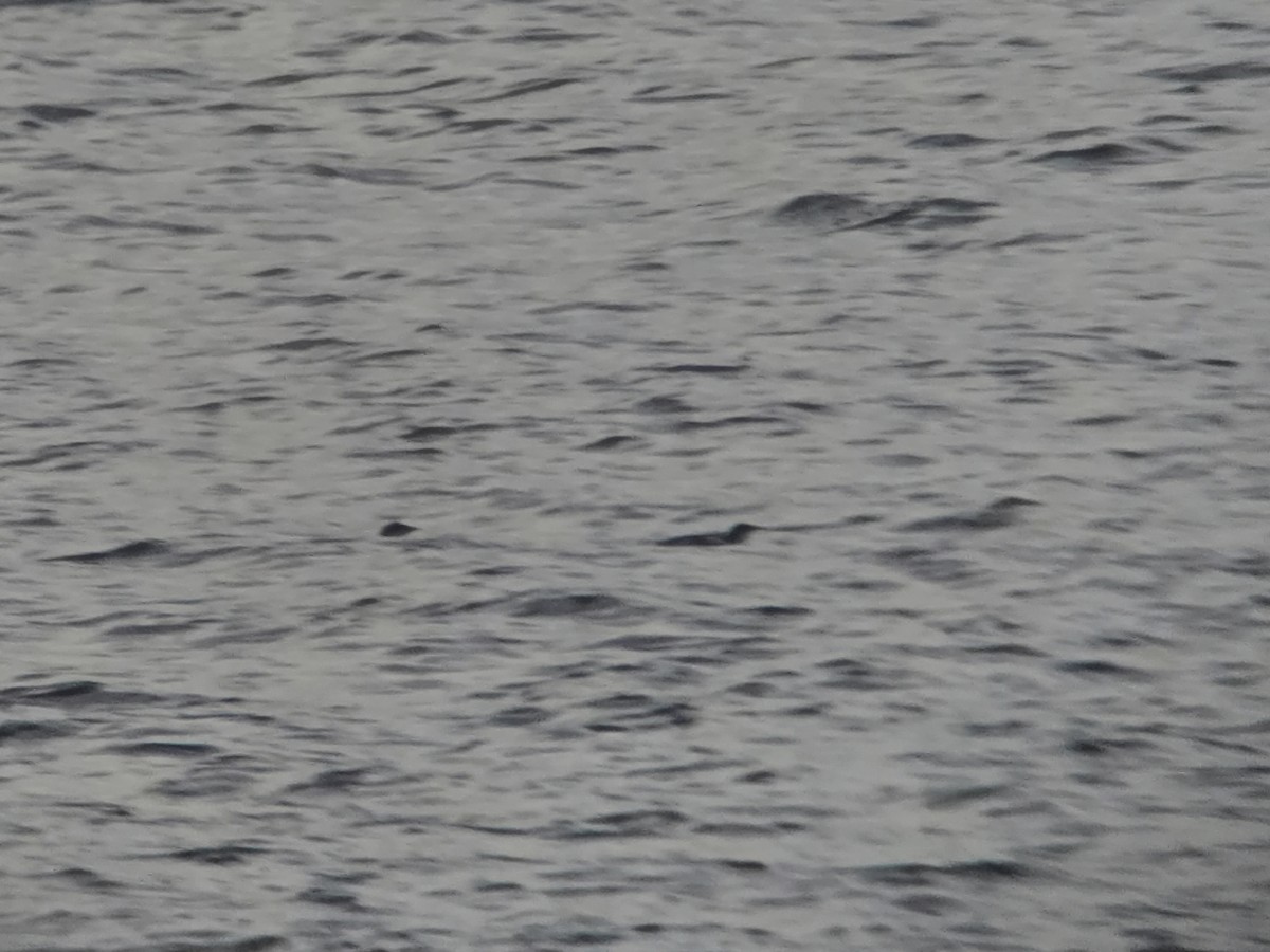 Pottorrotxo mokoluzea - ML647279449