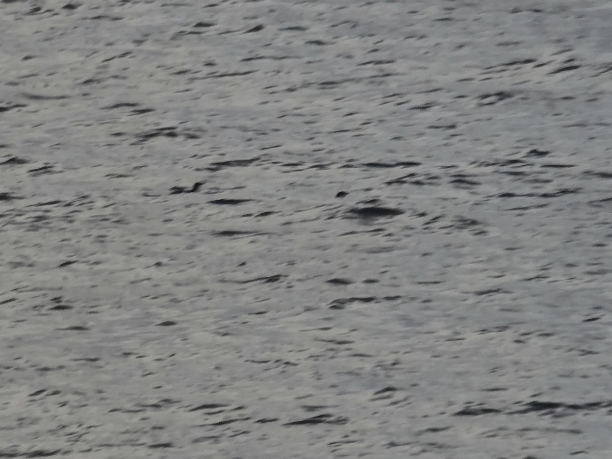 Pottorrotxo mokoluzea - ML647279450