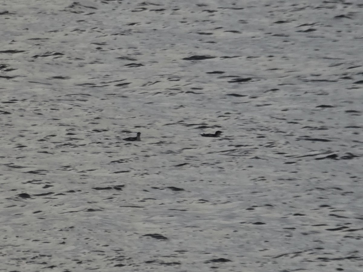 Pottorrotxo mokoluzea - ML647279451