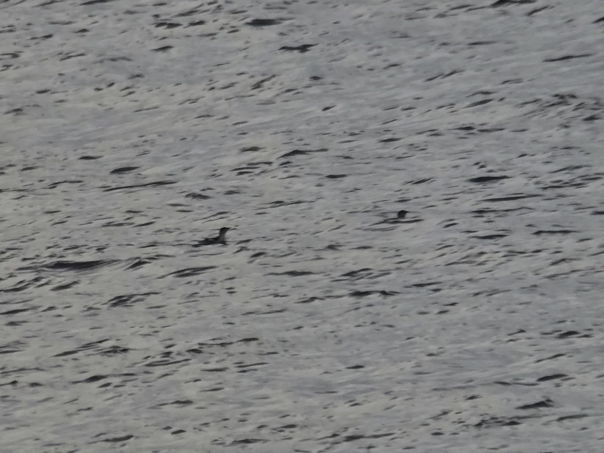 Pottorrotxo mokoluzea - ML647279452