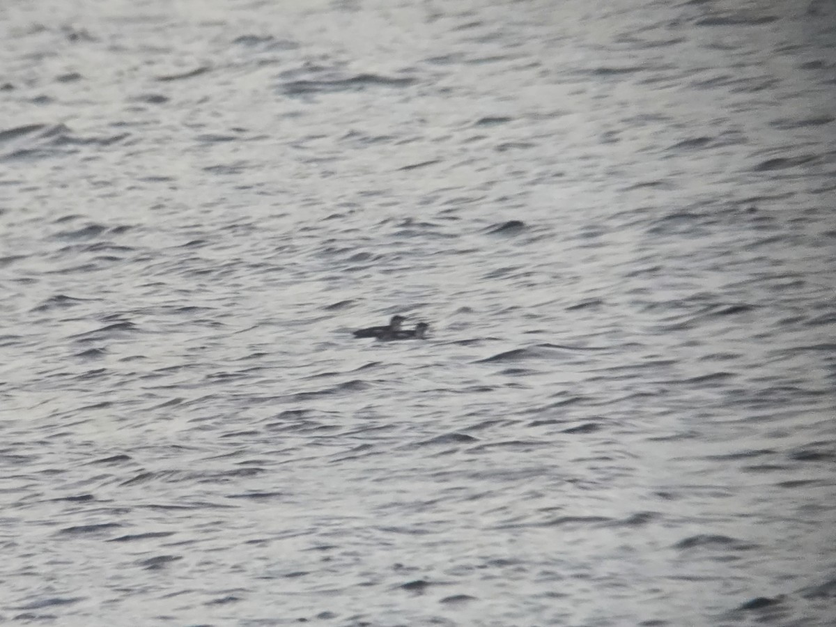 Pottorrotxo mokoluzea - ML647279453