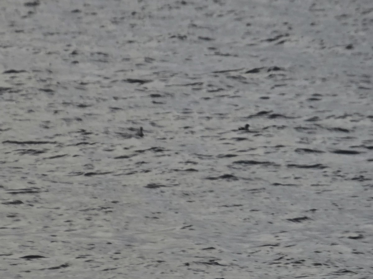 Pottorrotxo mokoluzea - ML647279454