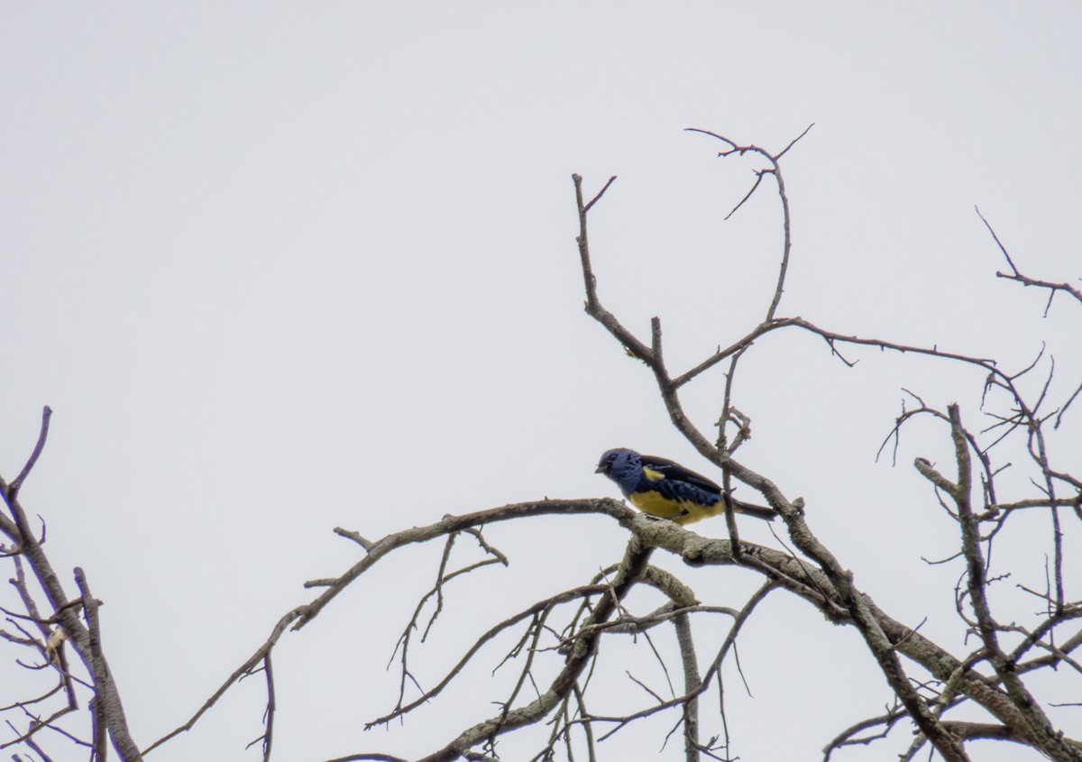 Turquoise Tanager - ML647279468