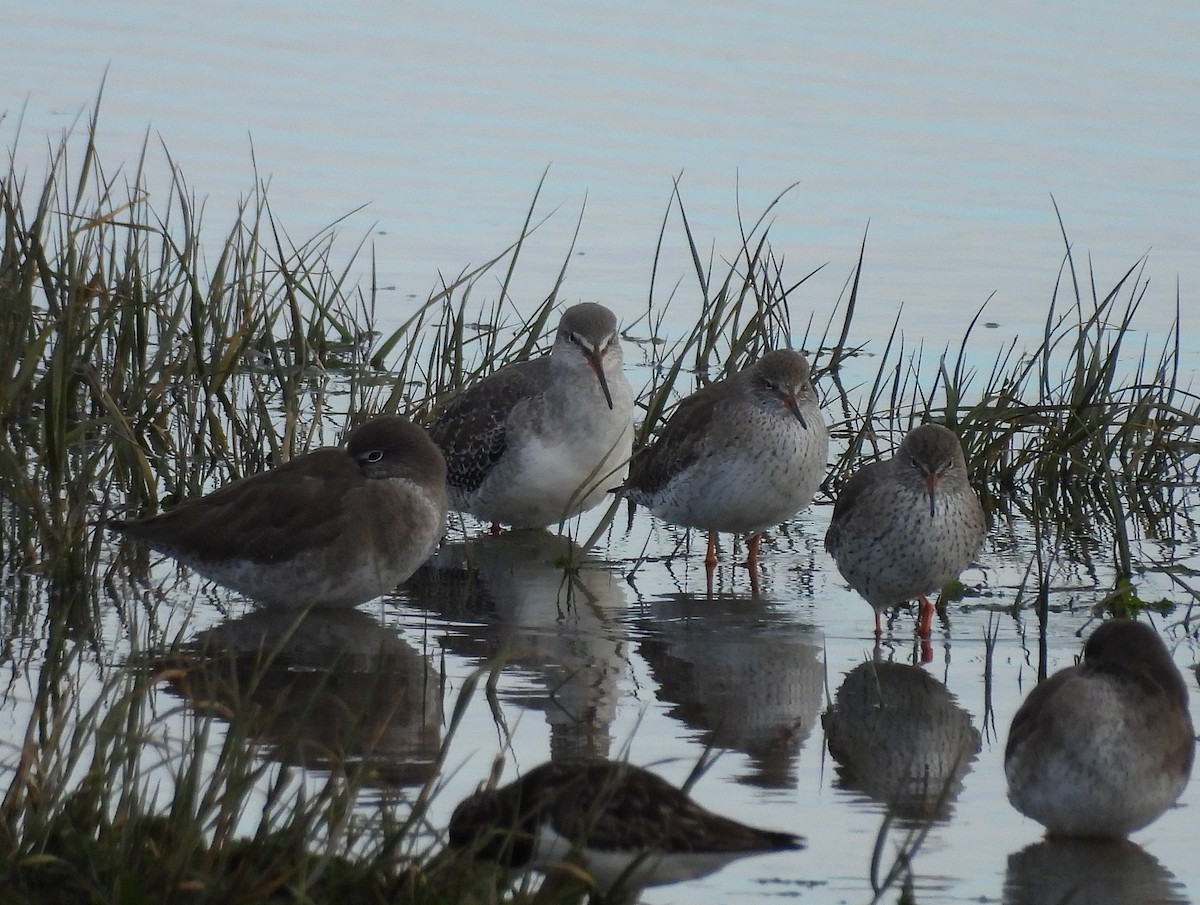 Spotted Redshank - ML647279472